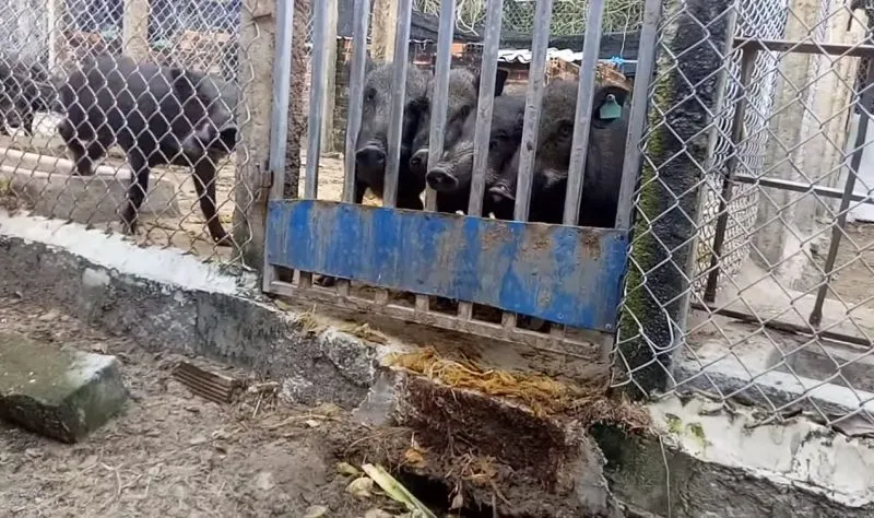 Trang trại nuôi lợn rừng