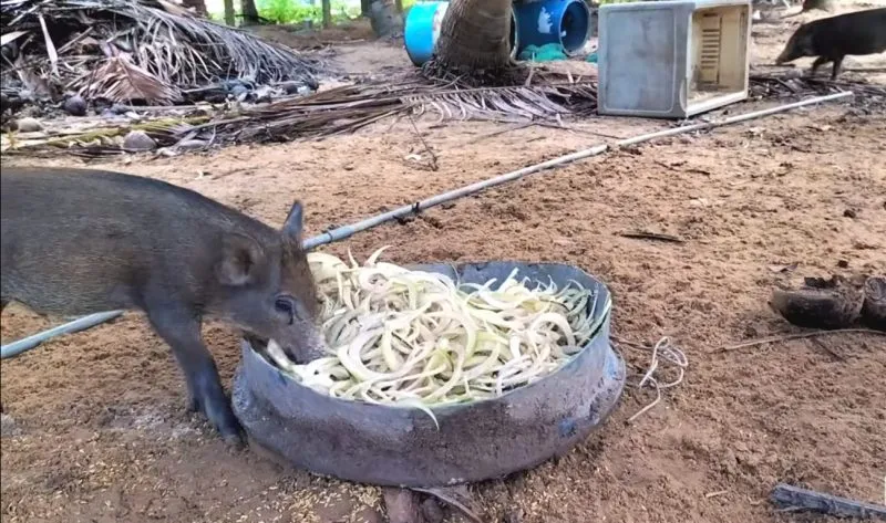 Hình dáng của lợn mán