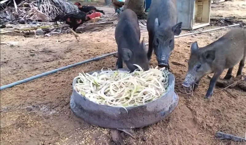 Lợn được thui bằng tranh để giữ hương vị tự nhiên