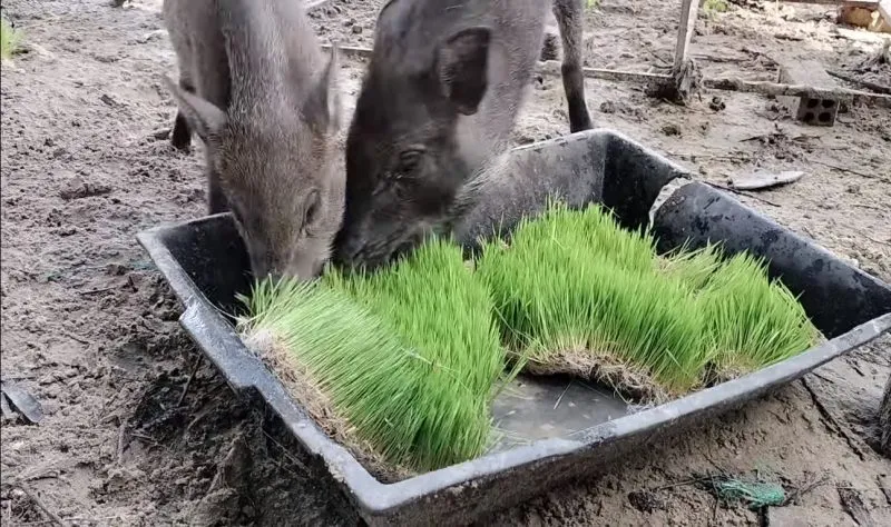 Heo rừng thích hợp với những thức ăn tự nhiên như lúa mầm và rau củ