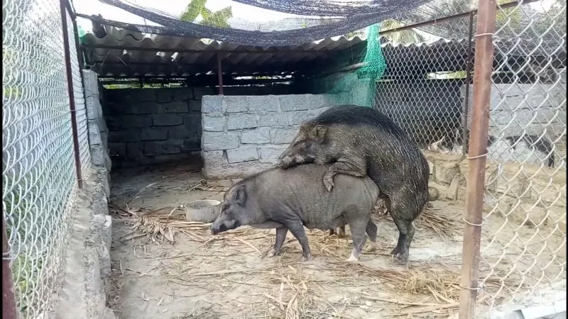 Ghép đôi phối giống heo rừng